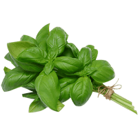 Basil Leaves